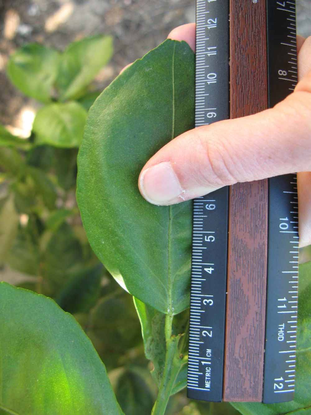              Unifoliolate leaf (Winter Haven, FL)       